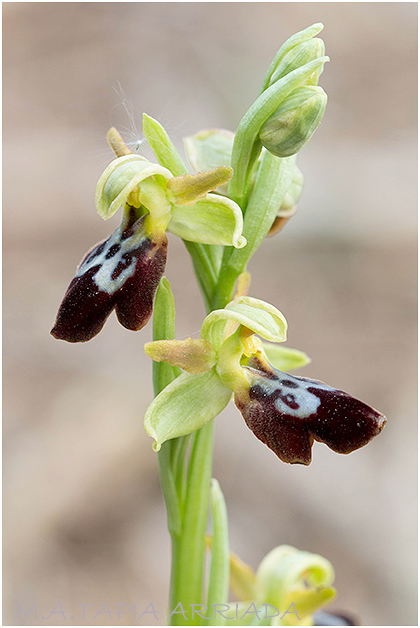 Ophrys lupercalis x Ophrys passionis3