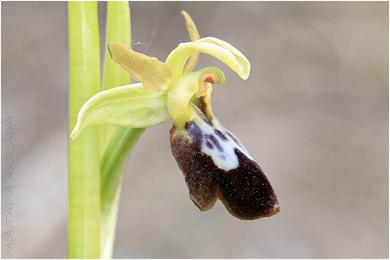 Ophrys lupercalis x Ophrys passionis5