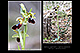Ophrys lupercalis x Ophrys passionis 1