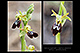 Ophrys lupercalis x Ophrys passioniss 2