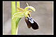 Ophrys lupercalis x Ophrys passionis 3