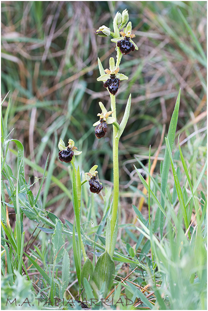 Ophrys speculum x Ophrys sphegodes 1