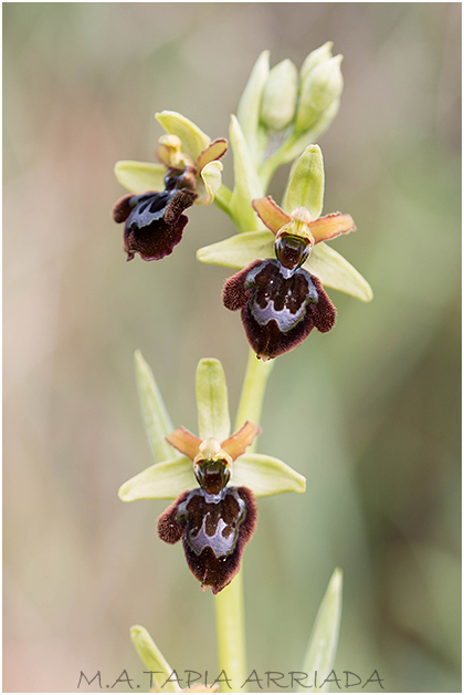 Ophrys speculum x Ophrys sphegodes 3