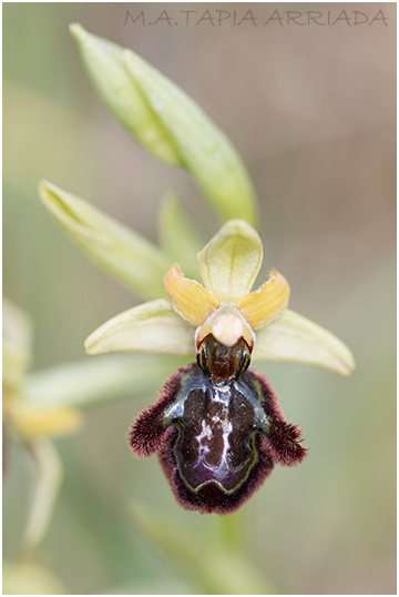 Ophrys speculum x Ophrys sphegodes 6