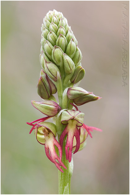 Orchis anthropophora 1