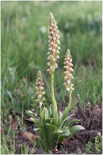 Orchis anthropophora 2
