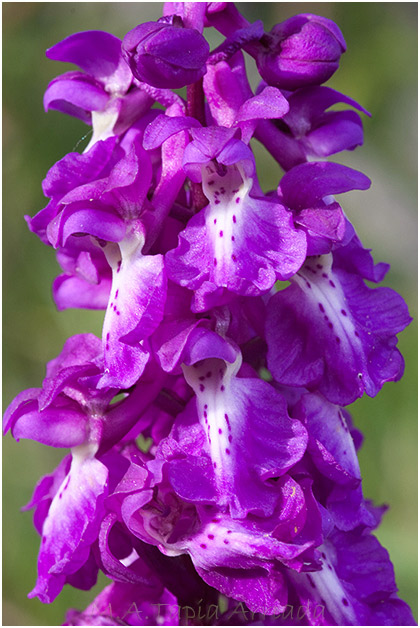 Orchis mascula 1