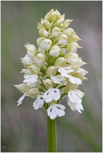 Orchis purpurea 6