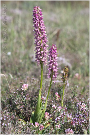 Orchis x bergonii 2