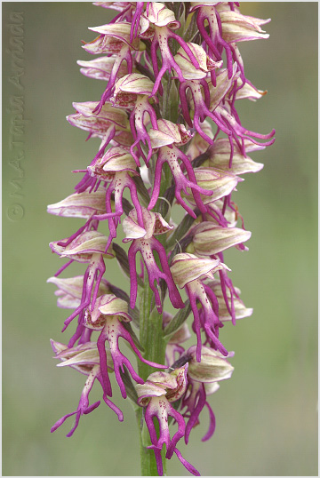 Orchis x bergonii 4