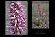 Orchis x bergonii 1