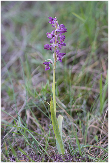 Orchis x pauliana 2