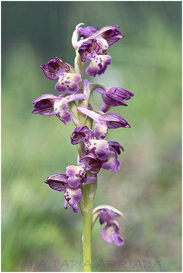 Orchis x pauliana 4