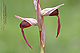 Serapias lingua 3