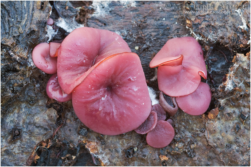 Ascocoryne cylichnium photo