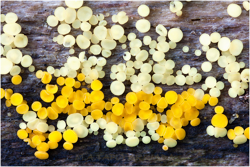 Bisporella citrina 1