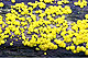 Bisporella citrina 1