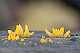 Calocera cornea 1