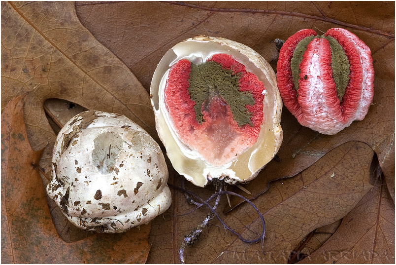 Clathrus archeri 1