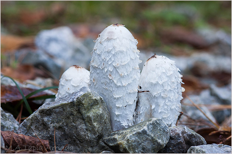 Coprinus comatus 1
