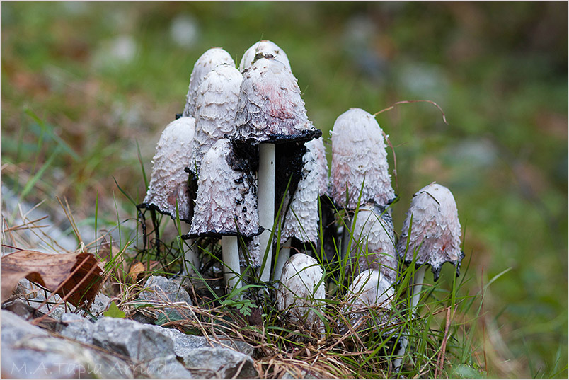 Coprinus comatus 2