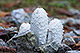 Coprinus comatus 1