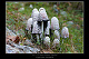 Coprinus comatus 2