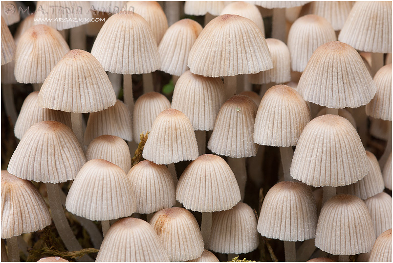 Coprinus disseminatus