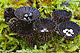 Cyathus striatus 1