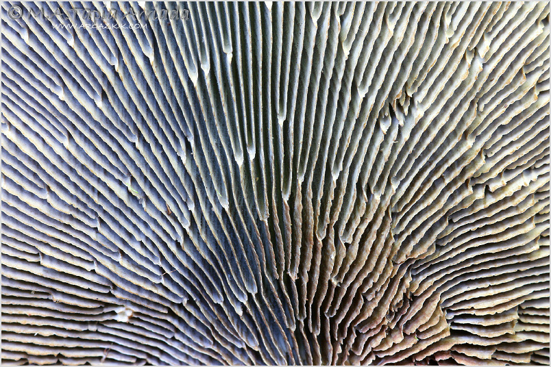 Daedaleopsis tricolor