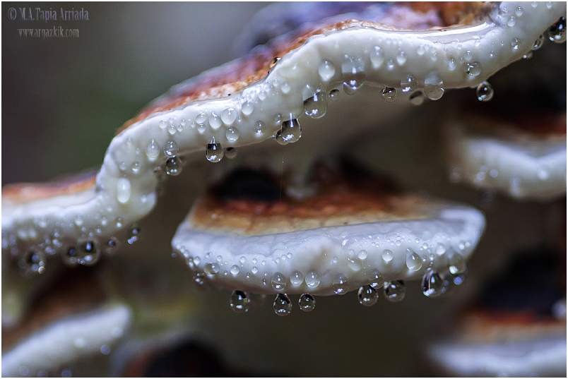 Fomitopsis pinicola 1