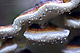 Fomitopsis pinicola 1
