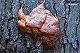 Fomitopsis pinicola 2