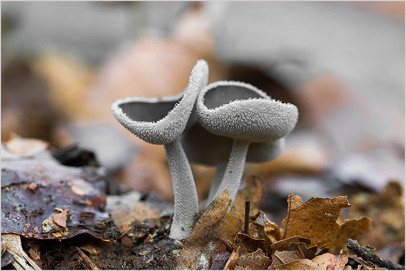 Helvella macropus 1