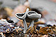 Helvella macropus 1