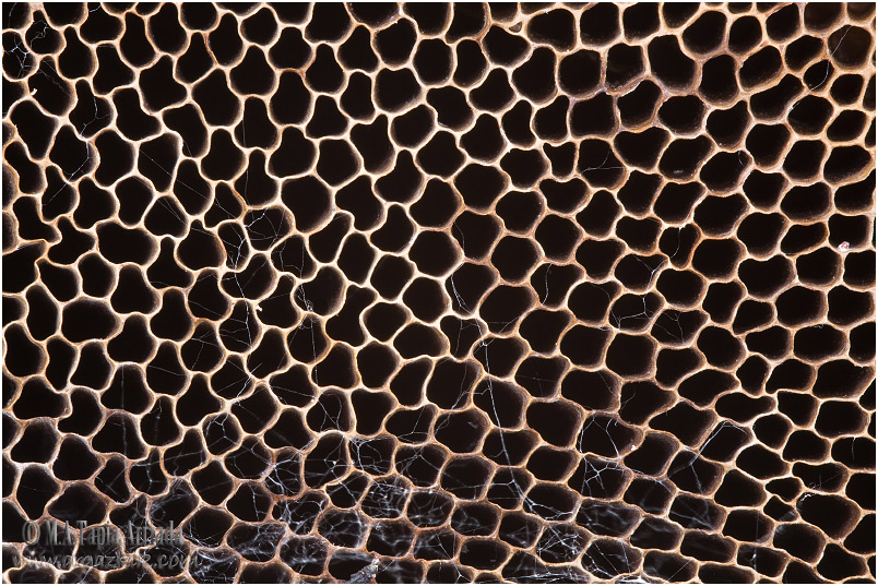 Hexagonia nitida
