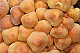 Hypholoma fasciculare 1