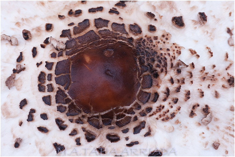 Macrolepiota procera 1
