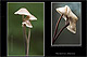 Marasmius alliaceus 1