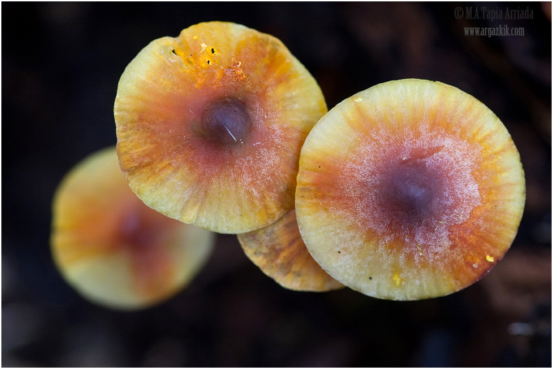 Mycena crocata 1
