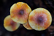 Mycena crocata 1