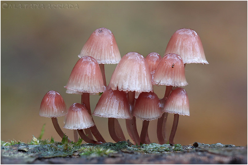 Mycena haematopus 1