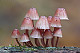 Mycena haematopus 1