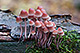 Mycena haematopus 2