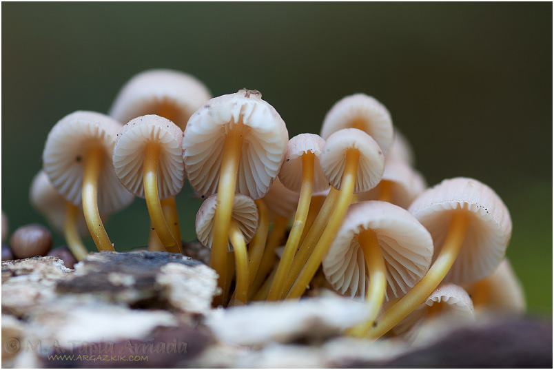 Mycena renati