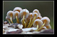 Mycena renati