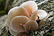 Oudemansiella mucida 2