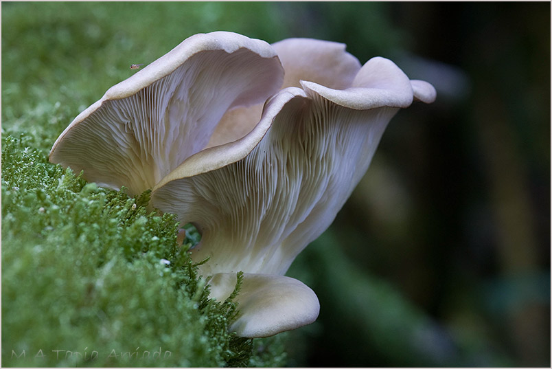 Pleurotus ostreatus 1