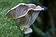 Pleurotus ostreatus 1