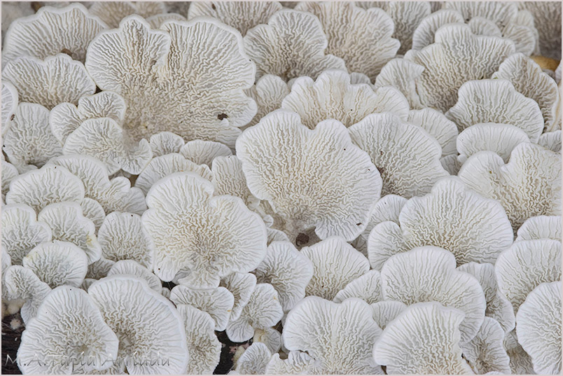 Plicaturopsis crispa 1